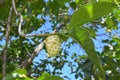 Cheese fruit grows on Noni fruit tree in Rarotonga Cook Islands