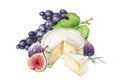 Cheese with fruit watercolor image. Tasty dessert with creamy camambert or brie mold cheese, grapes and fig fruit