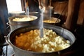 cheese making process: curds forming in a vat