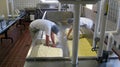 Cheese Making at Shelburne Farms VT Royalty Free Stock Photo