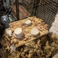 Cheese maturing in an ancient stone cellar