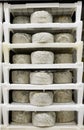 Cheese maturing in a dairy