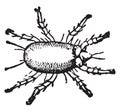 Cheese mite, vintage illustration