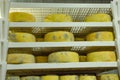 Cheese with mold ripens until cooked. Cheese aging in the basement of a cheese factory on a farm. The concept of business in