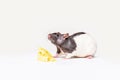 Cheese and mouse. Mouse with a slice of swiss cheese isolated on white. Little mouse trying to move a piece of cheese