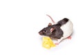 Cheese and mouse. Mouse with a slice of swiss cheese isolated on white. Little mouse trying to move a piece of cheese