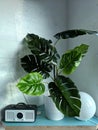Cheese plant in modern home.