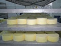 Cheese production Royalty Free Stock Photo