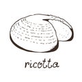 Cheese ricotta hand drawn vector illustration