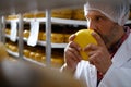 Cheesemaker checking ready product in a storage room Royalty Free Stock Photo
