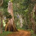 Cheesemaker tree in the Togolese bush in the north in Togo Royalty Free Stock Photo