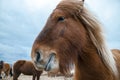 Funny and crazy Icelandic horse. the dark blue Icelandic sky Royalty Free Stock Photo