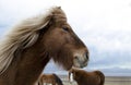 Funny and crazy Icelandic horse. the dark blue Icelandic sky Royalty Free Stock Photo