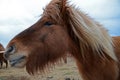 Funny and crazy Icelandic horse. the dark blue Icelandic sky Royalty Free Stock Photo