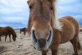 Funny and crazy Icelandic horse. the dark blue Icelandic sky Royalty Free Stock Photo