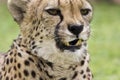 Cheeta Royalty Free Stock Photo