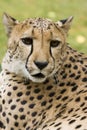 Cheeta Royalty Free Stock Photo