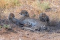 Cheeta, babies in the savannah