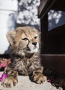 Cheeta cub sitting in the sun Royalty Free Stock Photo