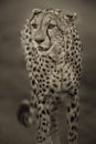Cheeta Royalty Free Stock Photo