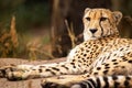 Cheeta resting in a shade