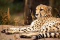 Cheeta resting in a shade