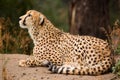 Cheeta resting in a shade