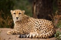 Cheeta resting in a shade