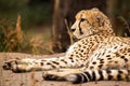 Cheeta resting in a shade