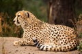 Cheeta resting in a shade