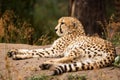 Cheeta resting in a shade