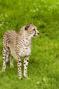 Cheeta staring Royalty Free Stock Photo