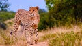 Cheeta wild animal in Kruger National Park South Africa Royalty Free Stock Photo