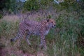 Cheeta wild animal in Kruger national Park South Africa,Cheetah on the Hunt during sunset