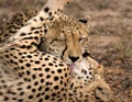 Cheetah Royalty Free Stock Photo