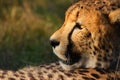 Cheetah Royalty Free Stock Photo