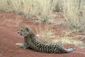 Cheetah Royalty Free Stock Photo