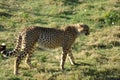 Cheetah Royalty Free Stock Photo