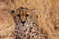Cheetah Royalty Free Stock Photo