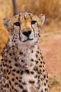 Cheetah