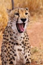 Cheetah