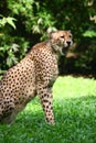 Cheetah Royalty Free Stock Photo