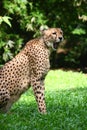 Cheetah