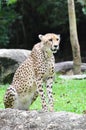 A Cheetah Royalty Free Stock Photo