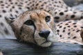 Cheetah Royalty Free Stock Photo