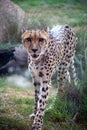 Cheetah Royalty Free Stock Photo