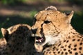 Cheetah Royalty Free Stock Photo