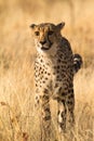 Cheetah Royalty Free Stock Photo