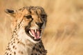 Cheetah Royalty Free Stock Photo