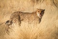 Cheetah Royalty Free Stock Photo